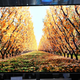 Illustration for article titled Sorry, You Probably Can't Afford Samsung's Gorgeous Super OLED TV of the Future